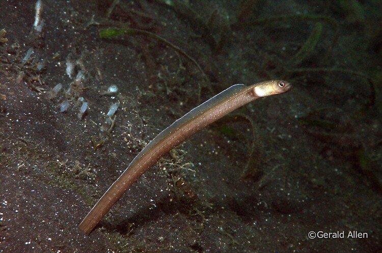 Black garden eel Heteroconger perissodon Lembeh Strait Indonesia July 2014