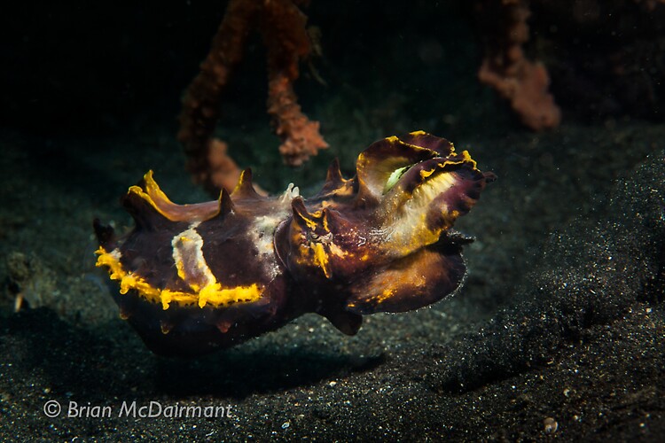 Flamboyant Cuttlefish Lembeh