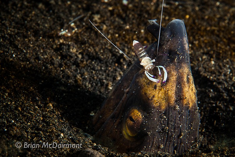 Blacksaddle snake eel and cleaner shrimp