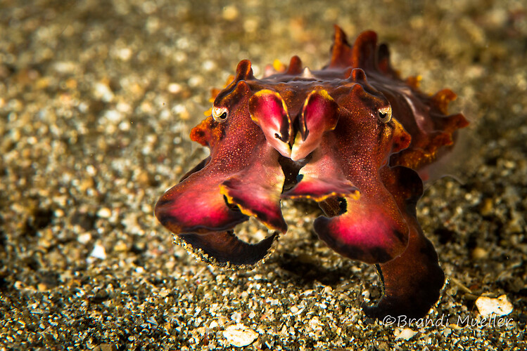 Flamboyant cuttlefish, Metasepia pfefferi, Lembeh Strait Indonesia August 2015