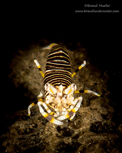 Bumblebee shrimp, Gnathophyllum americanum Lembeh Strait Indonesia August 2015