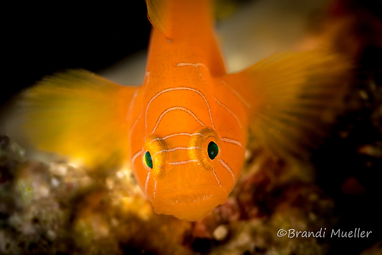 Orange Convict Goby, Priolepis sp, Lembeh Strait Indonesia 2015