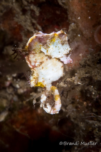 Pygmy seahorse pontohi, Hippocampus pontohi, Lembeh Strait Indonesia August 2015