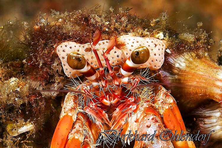 Anemone Hermit Crab, Dardanus pedunculatus, Lembeh Strait Indonesia 2013