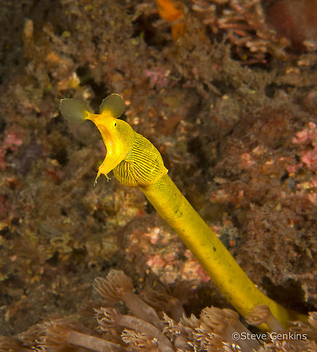 Yellow ribbon eel, Rhinomuraena quaesita, Lembeh Strait Indonesia, March 2015