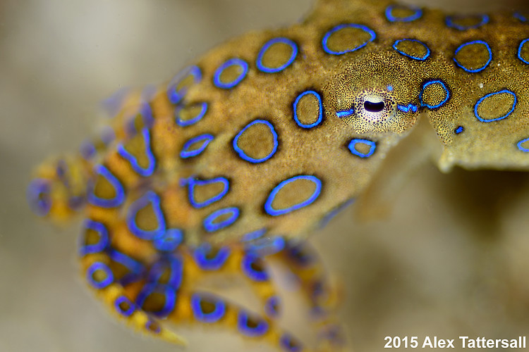 Blue-ringed octopus, Hapalochlaena sp. Lembeh Strait indonesia 2015