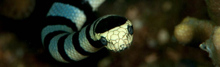 Banded sea snake Laticauda colubrina Lembeh Strait Indonesia 2014