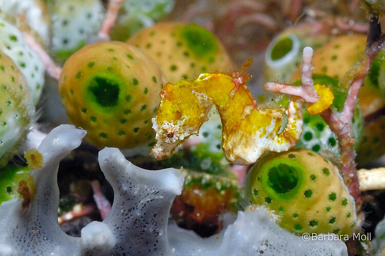 Pygmy seahorse pontohi, Hippocampus pontohi, December 2014