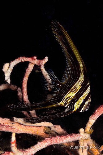 Zebra batfish, Platax Batavianus, Lembeh Strait Indonesia December 2014