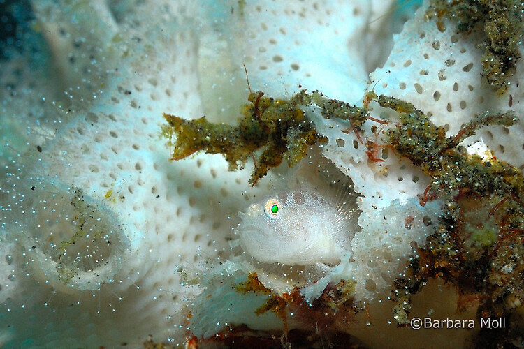 Bryozoan goby, Lembeh Strait Indonesia December 2014