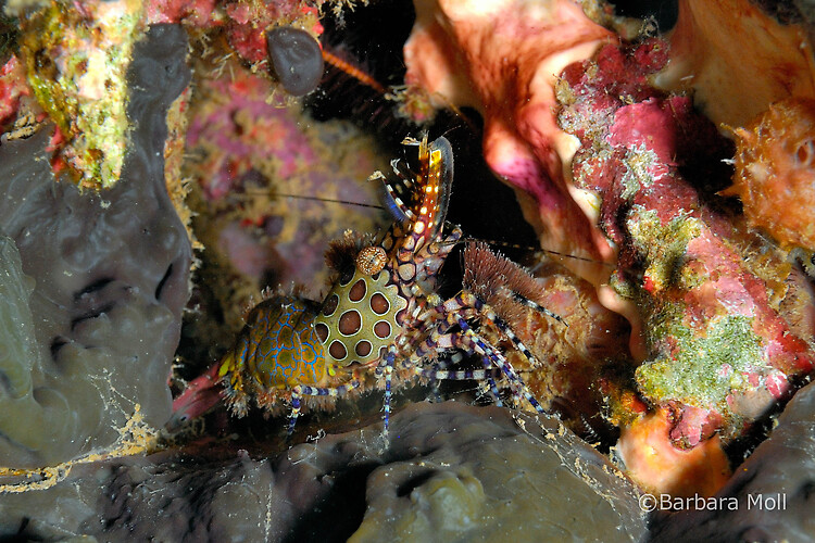Marble shrimp, Saron marmoratus, Lembeh Strait Indonesia December 2014