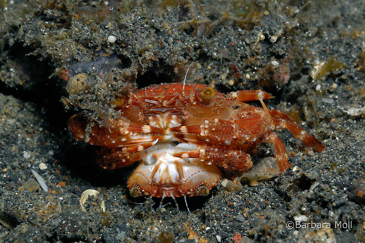 Sargassum swimming crab, Portunus sayi, Lembeh Strait Indonesia December 2014