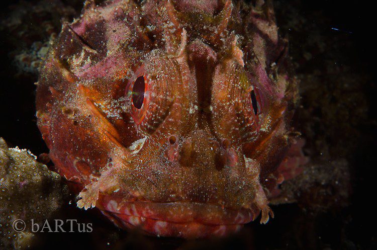 Scorpionfish, Lembeh Strait Indonesia 2014