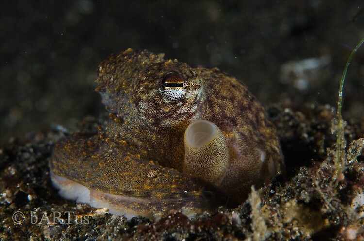 Longarm octopus or White V octopus, Abdopus sp., Lembeh Strait Indonesia 2014