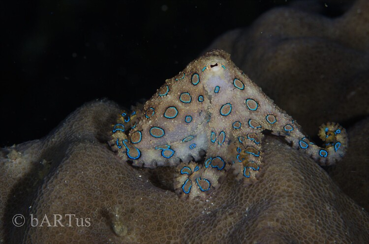 Blue Ringed Octopus, Hapalochlaena lunulata, Lembeh Strait 2014