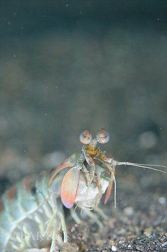 Pink Tail Shrimp, Odontodactylus latirostris, Lembeh Strait Indonesia 2014