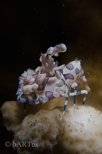 Harlequin shrimp, Hymenocera elegans, Lembeh Strait Indonesia 2014