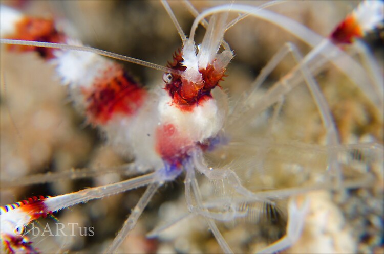 Banded coral shrimp, Stenopus hispidus, Lembeh Strait Indonesia 2014