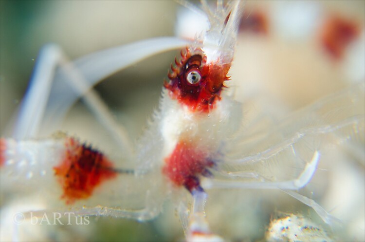 Banded coral shrimp, Stenopus hispidus, Lembeh Strait Indonesia 2014