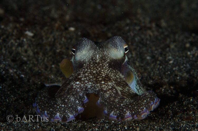 Coconut octopus, Amphioctopus marginatus, Lembeh Strait Indonesia 2014