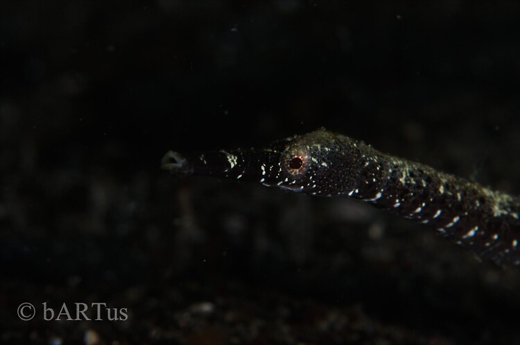 Stick pipefish, Trachyrhamphus longirostris, Lembeh Strait Indonesia 2014