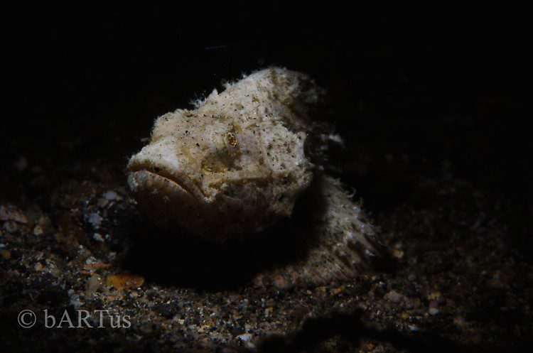 Humpback scorpionfish, Scorpaenopsis diabolus, Lembeh Strait Indonesia 2014