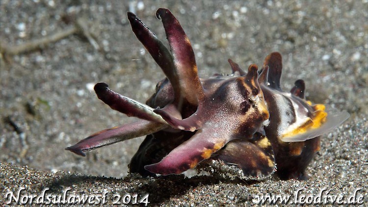 Flamboyant cuttlefish, Metasepia pfefferi, Lembeh Strait Indonesia July 2014