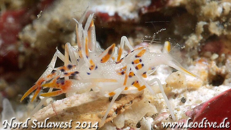 Tiger shrimp, Phyllognathia ceratophthalma, Lembeh Strait Indonesia July 2014
