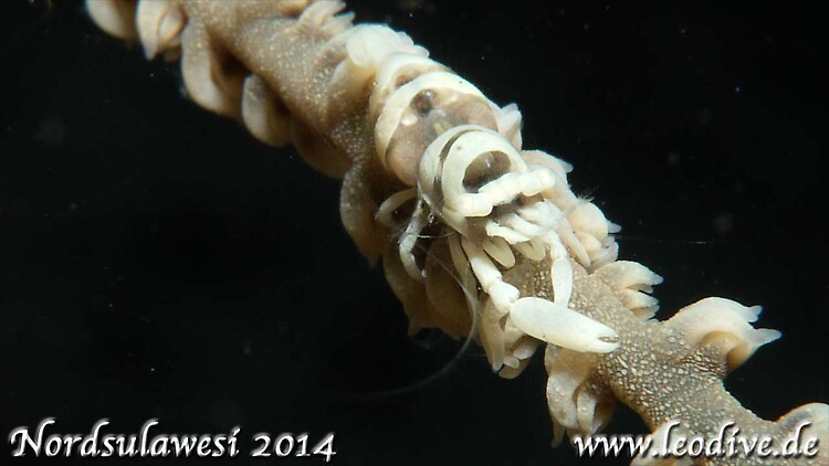 Zanzibar whip coral shrimp, Dasycaris zanzibarica, Lembeh Strait Indonesia, July 2014