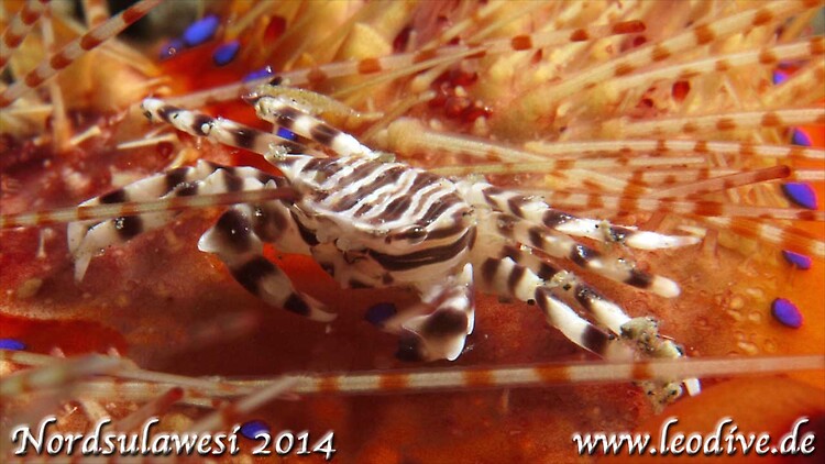 Zebra Crab, Zebrida adamsii, Lembeh Strait Indonesia July 2014