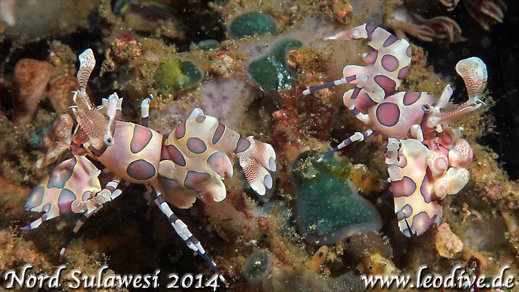 Harlequin-Shrimp (Hymenocera elegans) Lembeh Strait Indonesia 2014