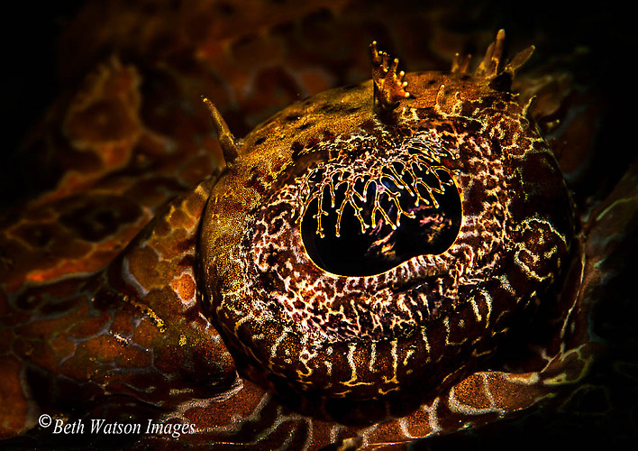 Crocodile Flat Head eye, (Papilloculiceps longiceps )Lembeh Strait Indonesia 2014