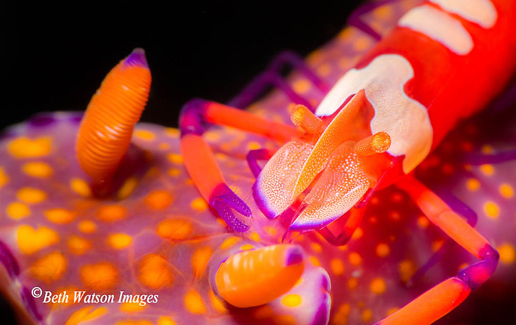Emperor Shrimp on Ceratosoma tenue, Lembeh Strait Indonesia 2014