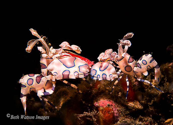 Harlequin Shrimp, (Hymenocera picta), Lembeh Strait Indonesia 2014