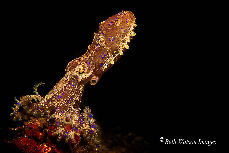 Blue Ringed Octopus, (Hapalochlaena sp.), Lembeh Strait Indonesia 2014