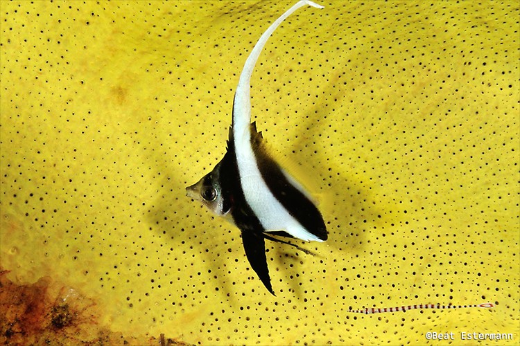 Long fin Bannerfish, Heniochus acuminatus, Lembeh Strait Indonesia, April 2014