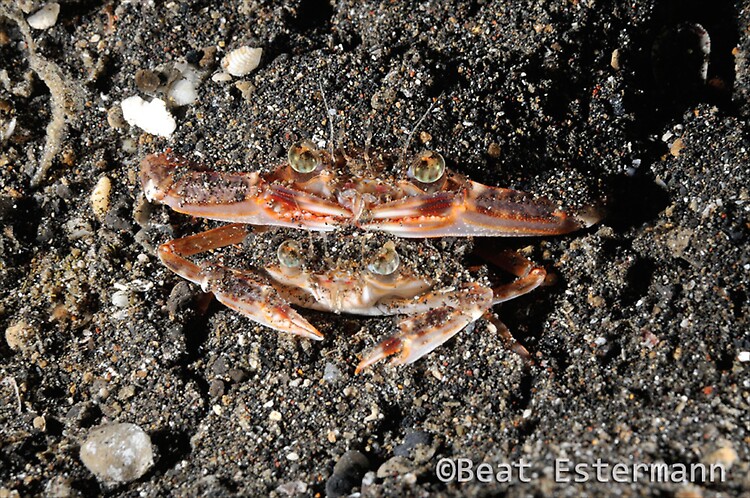 Ocellate Swimming Crab, Portunus sebae, Lembneh Strait Indonesia, April 2014