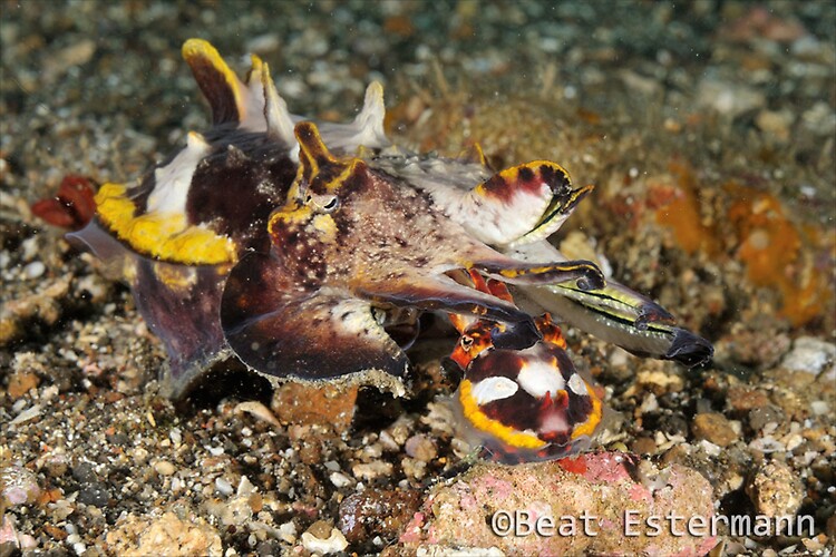 Flamboyant cuttlefish, Metasepia pfefferi, Lembeh Strait Indonesia April 2014
