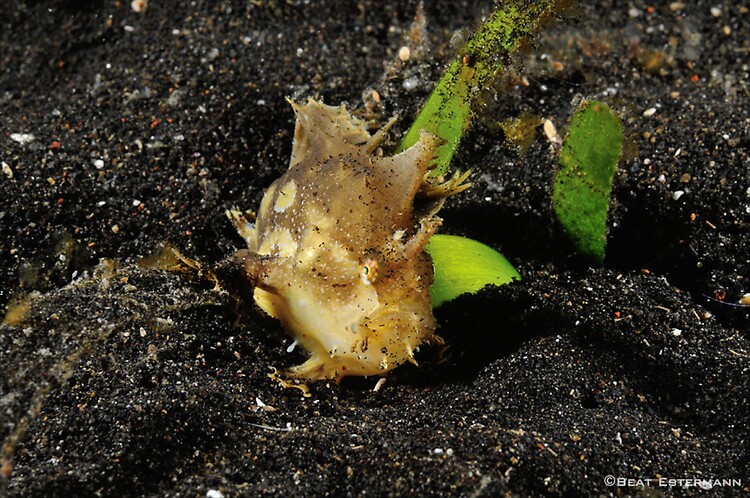 Sargassum frogfish, Histrio histrio, Lembeh Strait Indonesia, April 2014