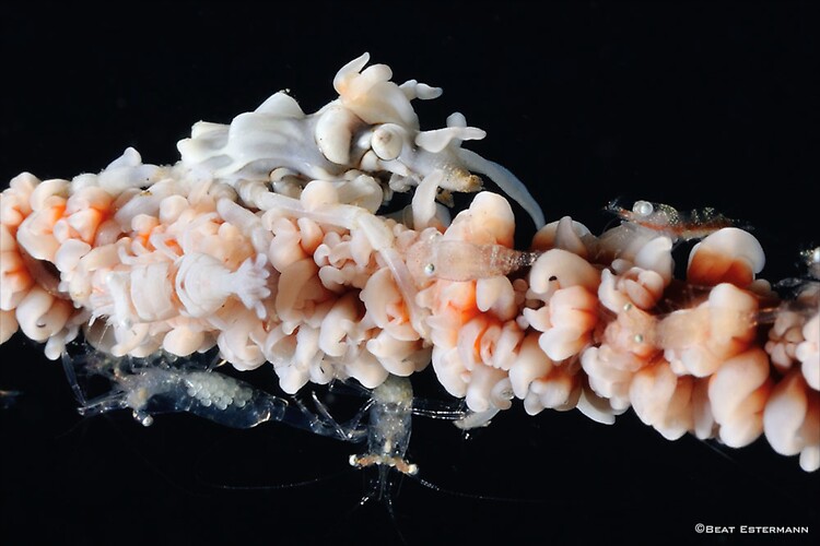 Tuberculatus Xeno Crab, Xenocarcinus tuberculatus, Lembeh Strait Indonesia, April 2014