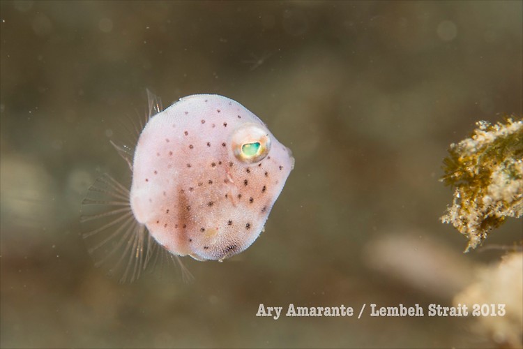 ( Juvenile filefish )Lembeh Resort, Indonesia, June 2013