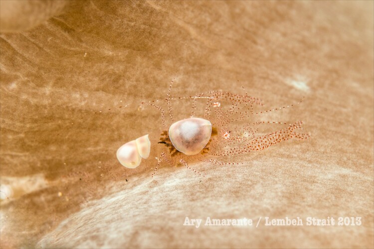 Egg Shell Shrimp ( Hamopontonia corallicola ), Lembeh Resort, Indonesia, June 2013