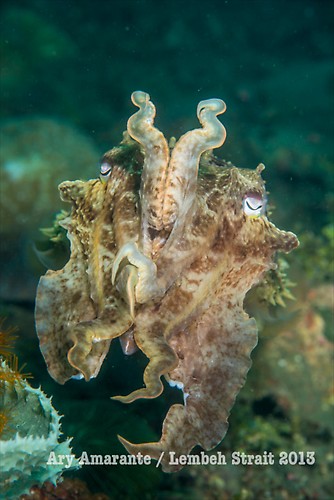 Broadclub Cuttlefish ( Sepia latimanus ), Lembeh Resort, Indonesia, June 2013
