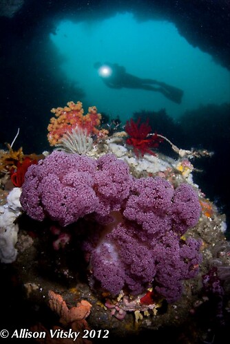 Soft Coral Wide Angle - Lembeh Strait Indonesia 2012