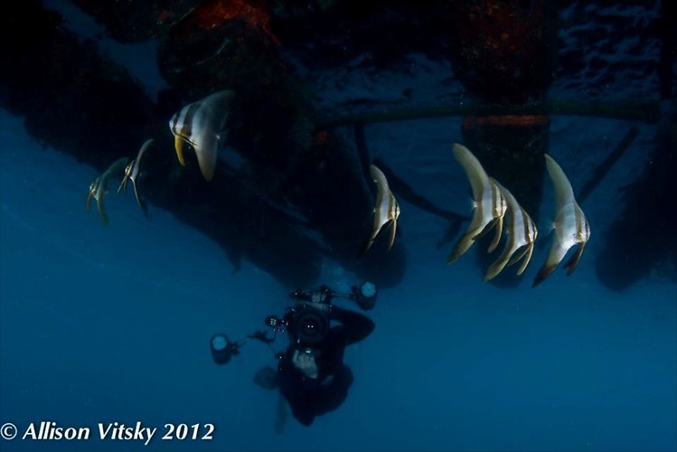 Bat Fish Wide Angle - Lembeh Strait Indonesia 2012