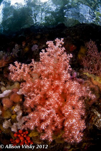 Soft Coral Wide Angle - Lembeh Strait Indonesia 2012