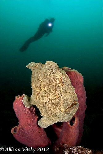 Giant Frogfish Wide Angle - Lembeh Strait Indonesia 2012