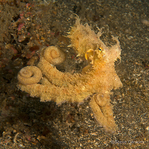 Algae octopus, Abdopus aculeatus, Lembeh Strait Indonesia, March 2015