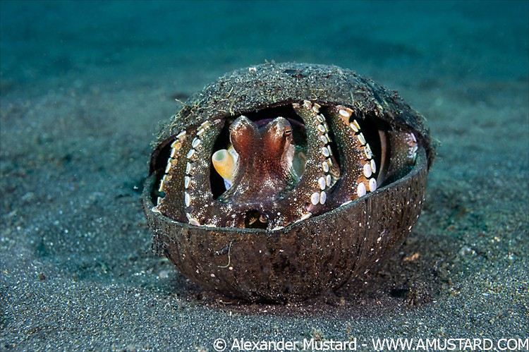 A veined octopus (coconut octopus: Amphioctopus marginatus) shelters in a discarded coconut shell. Lembeh Strait, North Sulawesi, Indonesia. Molucca Sea.