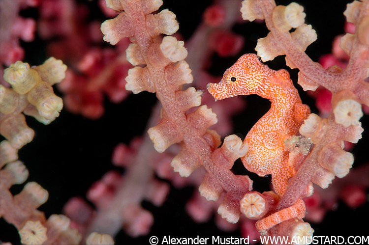 A tiny (10mm) pygmy seahorse (Hippocampus denise) shelters in a seafan. This is an unusual colour type of the denise pygmy seahorse and is probably a male. Bitung, North Sulawesi, Indonesia. Lembeh Strait, Molucca Sea.
